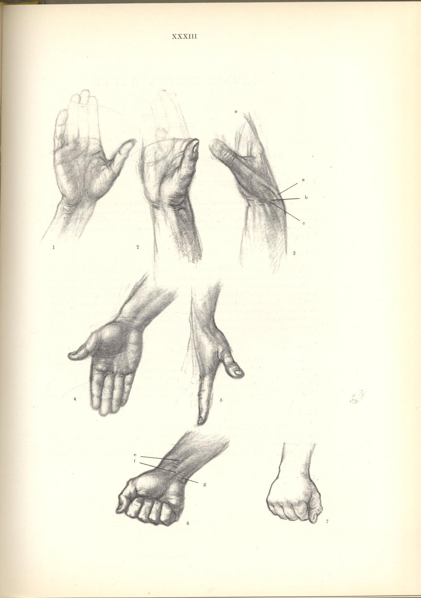 anatomy for the artist jeno barcsay pdf free